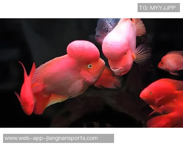 今日趣图：探讨鱼缸中的咸水鱼与淡水鱼共存的可能性与挑战